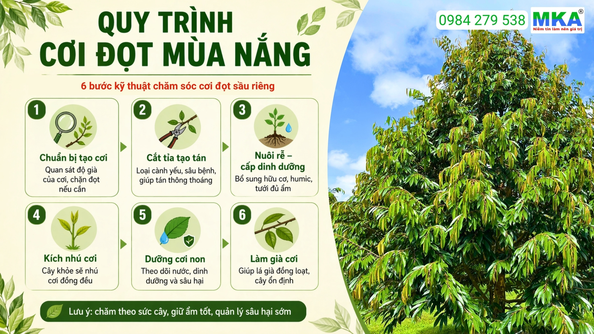 quy trình cơi đọt mùa nắng